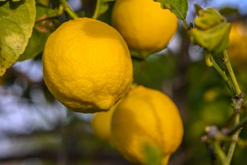 RawJoy Farms Fresh Mayer Lemons for Baking and Cooking
| RawJoy Farms Fresh Mayer Lemons for Juice and Salad
| RawJoy F